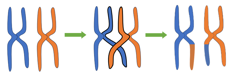Minh hoạ quá trình trao đổi chéo của nhiễm sắc thể