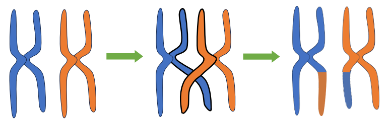 Minh hoạ quá trình trao đổi chéo của nhiễm sắc thể