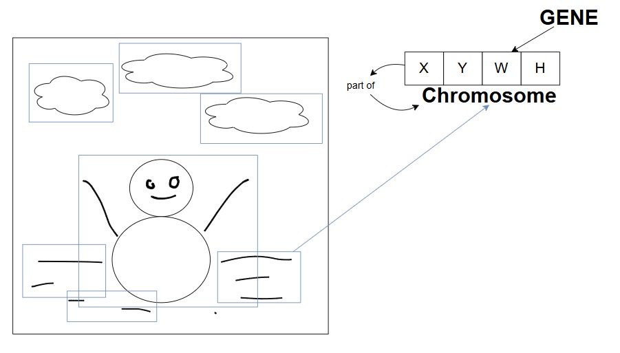 chromosome example.jpg